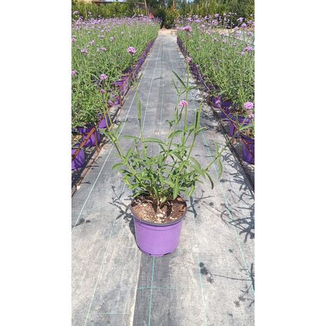 Verbena Bonariensis Pot 18 cm Vivace Herbacée pour Plein Soleil d'Extérieur (1/4)