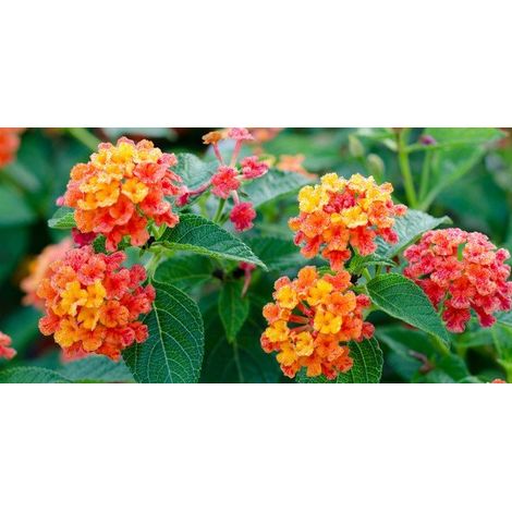 Lantana Camara vaso 18cm (1/2)