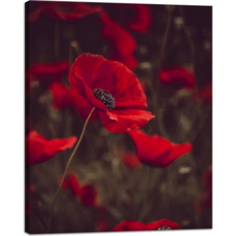 Stampa su tela "Botanica Papaveri Rossi" 40x50 cm