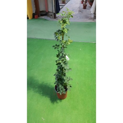 Bignonia Madame Galen V17