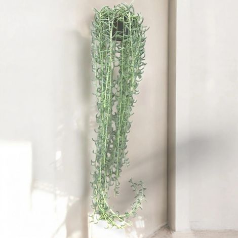 Gardenaria Senecio radicans - Pianta da interno ornamentale - Altezza: 80 cm ( vaso 14)