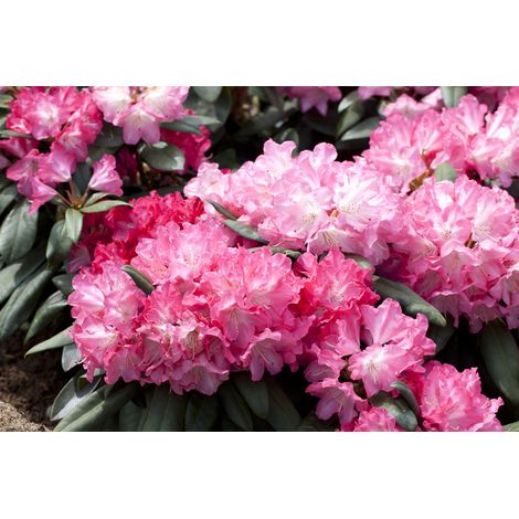 Rhododendron 'Anuschka' Rhododendron yak.'Anuschka' C 3 25- 30 (1/4)
