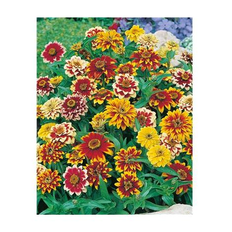 ZINNIA TAPIS PERSAN - 1 G