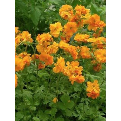 Benoite 'Fire Storm' Godet de 8/9 cm