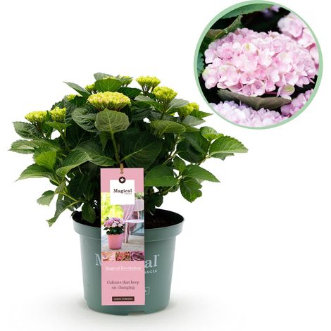 Hortensia Hydrangea Magical Revolution Pink - Plante de Jardin et Terrasse - Rose - Pot 23cm H55cm - PANGIVO (1/5)