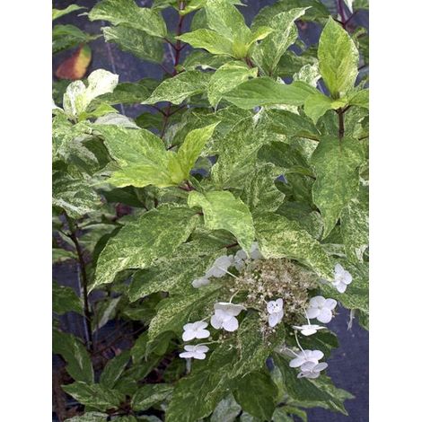 Hortensia paniculé 'Shikoku Flash' Pot de 3L/4L (1/2)