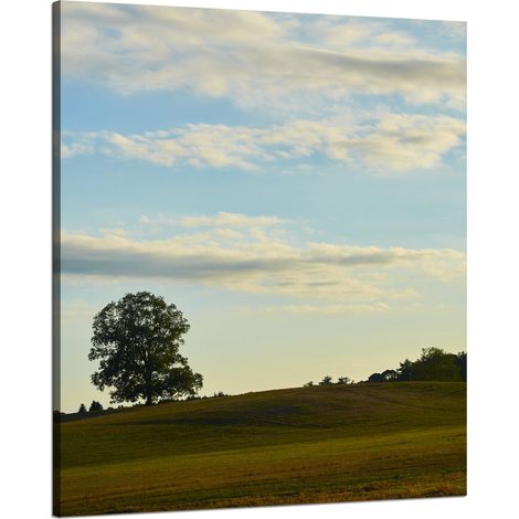 Lienzo impreso Naturaleza Árbol en un campo 80x100 cm Cielo Pradera Nubes
