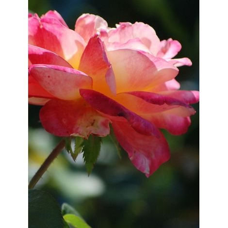 Rosier Thé moderne 'Pullman Orient Express' Pot de 4L/5L