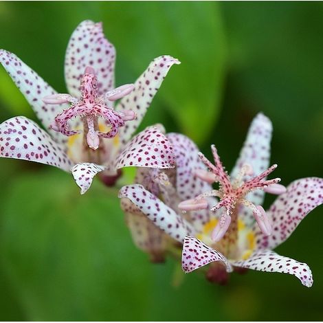 4 x Lis des crapauds de Formose - Tricyrtis formosana  - godet