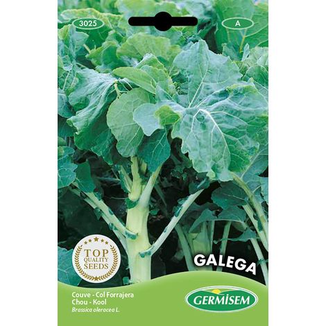 graines Chou GALEGA (1/2)
