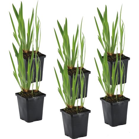 Bloomique - Lot de 6 - Iris Kaempferi - Iris du Japon - Violet - Plantes de bassin - Plantes aquatiques - Rustique - Hauteur 20-30 cm - Pot 9 cm