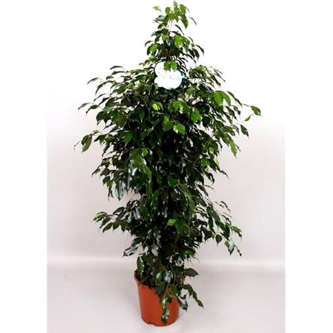Planta Natural Ficus Benjamina. Altura 140 Cm