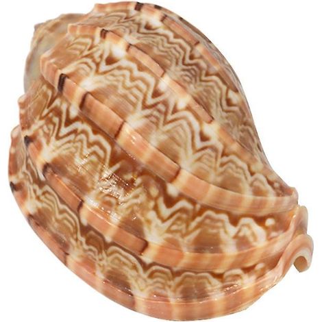Coquillages naturels océaniques, grandes coquilles conques 2,8-3,9 pouces, décoration mariage, coquillages mer, lot L. (1/4)