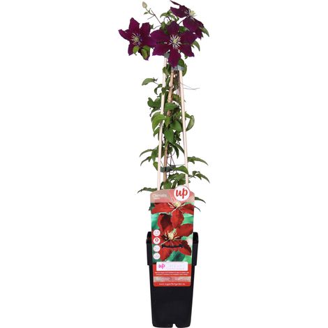 Clématite  - Clematis 'Niobe'  - 50-60 cm pot (1/4)