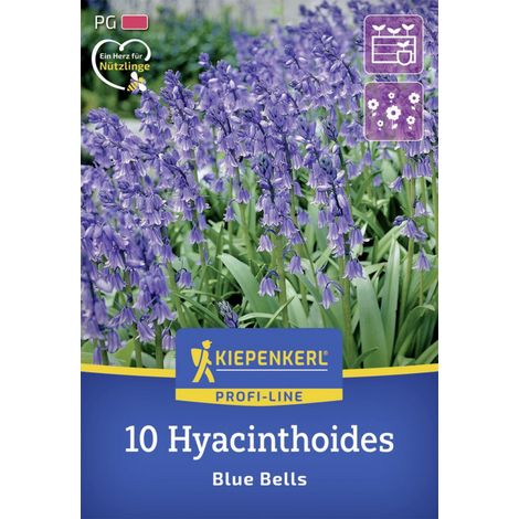 Kiepenkerl Herbstblumenzwiebel Profi-Line Hasenglöckchen Blue Bells 10 Stück (1/2)