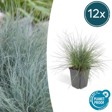 Lot de 12 Fétuques Bleues Festuca glauca 'Elijah Bleu' Graminée Persistante 10-25 cm Pot Ø 9 cm - PANGIVO (1/5)