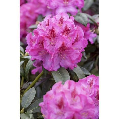 Rhododendron-Hybride 'Constanze' Rhododendron Hybr.'Constanze' C 5 30- 40 (1/5)