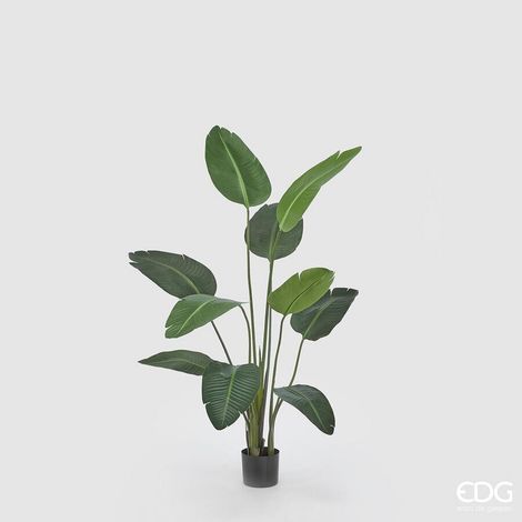 EDG Enzo De Gasperi Strelitzia Chic con Vaso Artificiale H 150 Cm Green