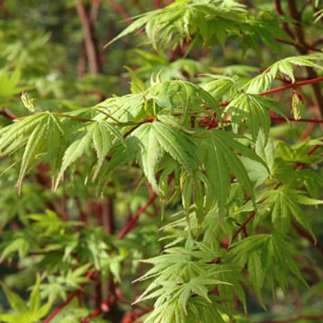 Érable palmé sangokaku - Acer palmatum sangokaku 40cm
