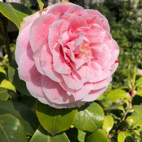 1 PIANTA CAMELIA JAPONICA ROSA IN VASO DA 22CM , PIANTE DA ESTERNO, SEMPREVERDE