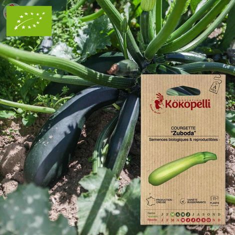 Courgette Zuboda