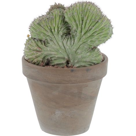 Polaskia Chichipe Crestata - Cactus Pianta Grassa Vera - H 20-30 cm e Vaso in Terracotta Ø 14 cm (1/3)