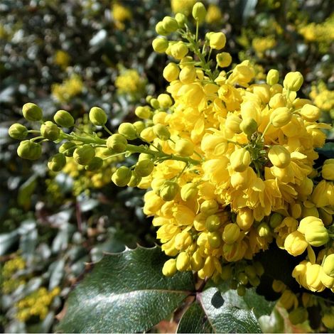 Mahonia à feuilles de houx - Mahonia aquifolium - 30-50 cm pot (1/5)