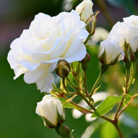 Gardenaria Rosa 'Iceberg' - Rosa da giardino - Altezza: 30/35 cm (vaso19) (1/5)