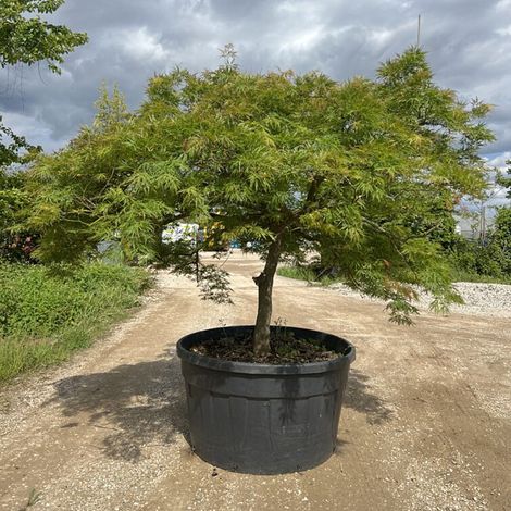 Acero giapponese "Acer palmatum dissectum Viridis" pianta in mastello 180 lt Cfr 26 cm