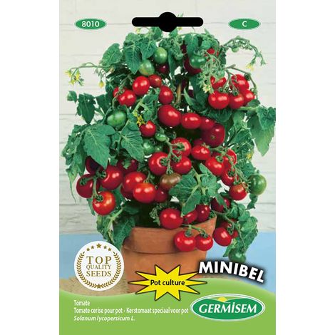 graines Tomate cerise pour pot MINIBEL