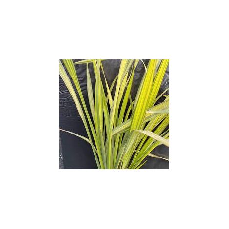 Phormium Apricot Queen – Pianta Ornamentale Sempreverde in Vaso 24 Elegante