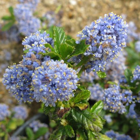 Lilas de Californie  - Ceanothus 'Blue Mound'  - 30-40 cm pot (1/4)