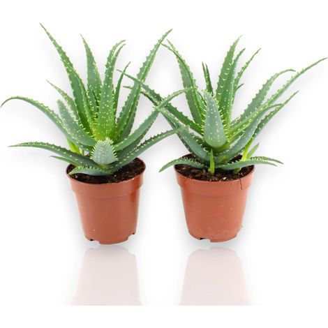 Gardenaria Aloe arborescens - Pianta da interno ornamentale - Altezza: 25 cm (vaso 12) (1/5)