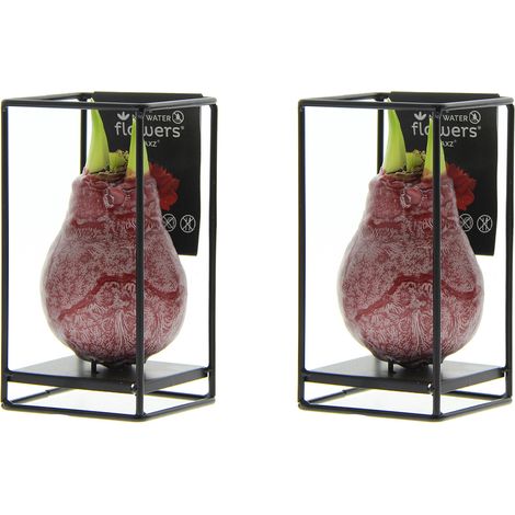 Bloomique - Lot de 2 - Bulbe d’Amaryllis en cire rouge avec support métallique - Bulbe floral - No Water Flowers - Décoration de Noël - Hauteur 15-25 cm - Pousse jusqu’à 30-50 cm - Ø 10 cm (1/5)