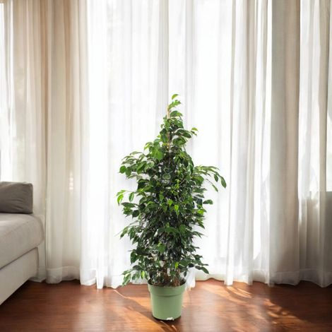 Gardenaria Ficus benjamina 'Danielle' - Pianta da interno ornamentale - Altezza: 100 cm (vaso 21) (1/5)