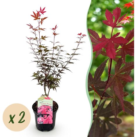 Érable Japonais Acer palmatum Skeeters Broom - Lot de 2 Plantes - Violet - Pot 19 cm - 70 cm - PANGIVO (1/5)