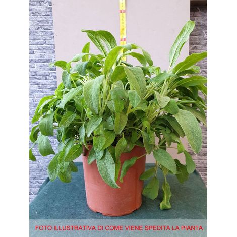 SALVIA OFFICINALIS IN VASO 18CM