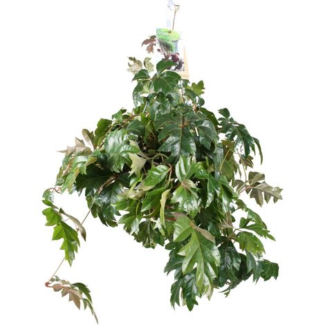 Cissus Rhombifolia Ellen Danica - Vigne Kangourou - Plante Verte d'Intérieur - Ø17 cm - 70 cm - PANGIVO