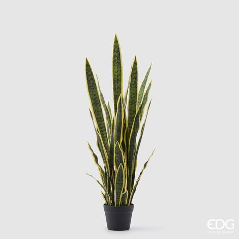 EDG Pianta Con Vaso Sanseveria West H 105 cm
