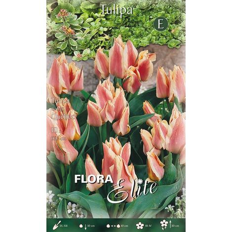 Bulbi di Tulipano Greigii Quebec 10 Bulbi