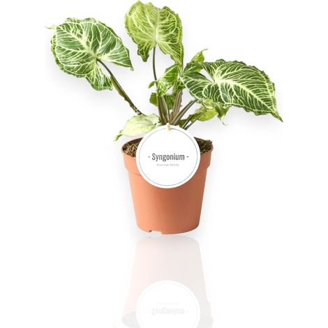 Gardenaria Syngonium 'Batik' - Pianta da interno ornamentale - Altezza: 30 cm (vaso 14) (1/5)