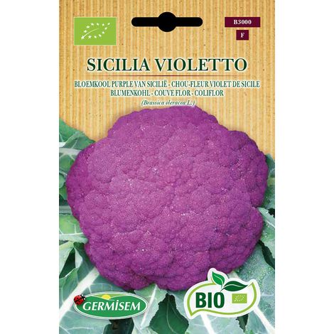 Graines Chou-fleur violet de Sicile SICILIA VIOLETTO