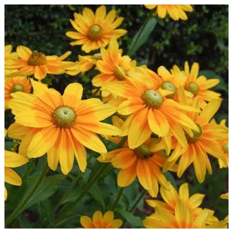 RUDBECKIA HIRTA IN VASO 23CM