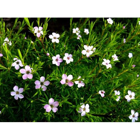 Vivaio Garden Forest – Coleonema pulchellum arbuste 24cm – Feuillage aromatique vert clair – Fleurs roses parfumées – Résistant au gel jusqu'à -5°C