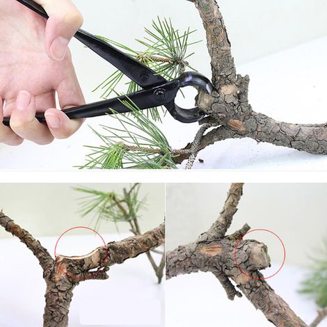 Outils professionnels de jardinage et d'horticulture : coupe-boules pour bonsaïs, pinces à bec rond, coupe-loupes pour arbres en pot. (1/5)