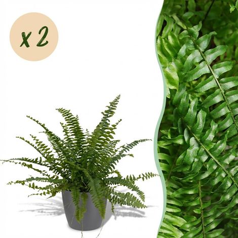 Lot de 2 Fougères de Boston Nephrolepis Green Lady Plante d'Intérieur Pot Gris 12 cm H25 cm - PANGIVO (1/5)