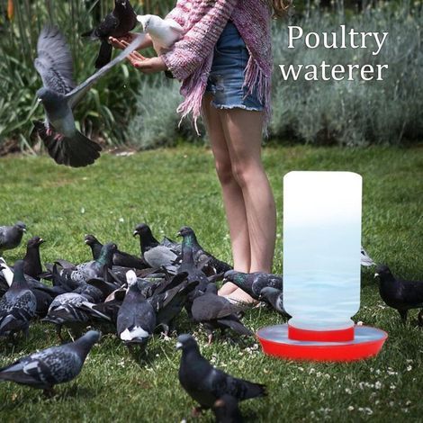 Distributeur Abreuvoir Mangeoire pour Volaille Poule Canard Caille Nourriture Poussin (1/3)