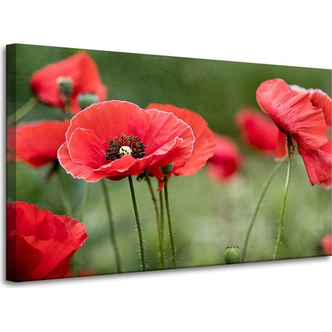 Stampa su tela Botanica Papaveri Rossi 100x60 cm Fiori Flora
