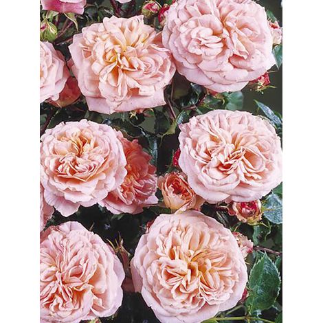 Rosier grimpant 'Pirouette' Pot de 4L/5L