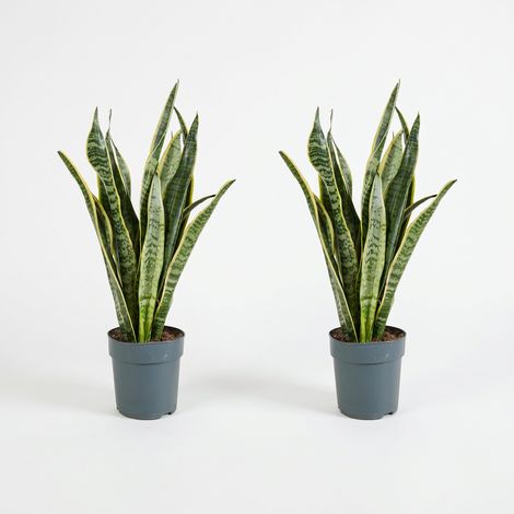 Bloomique - Lot de 2 - Sansevieria Laurentii - Langue de belle-mère - Plantes d’intérieur - Dépolluante - Très facile à entretenir - Hauteur 30-40 cm - Pot 12 cm